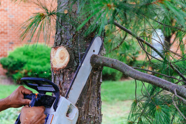 Best Professional Tree Care  in Bellevue, ID